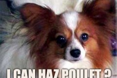 poulet